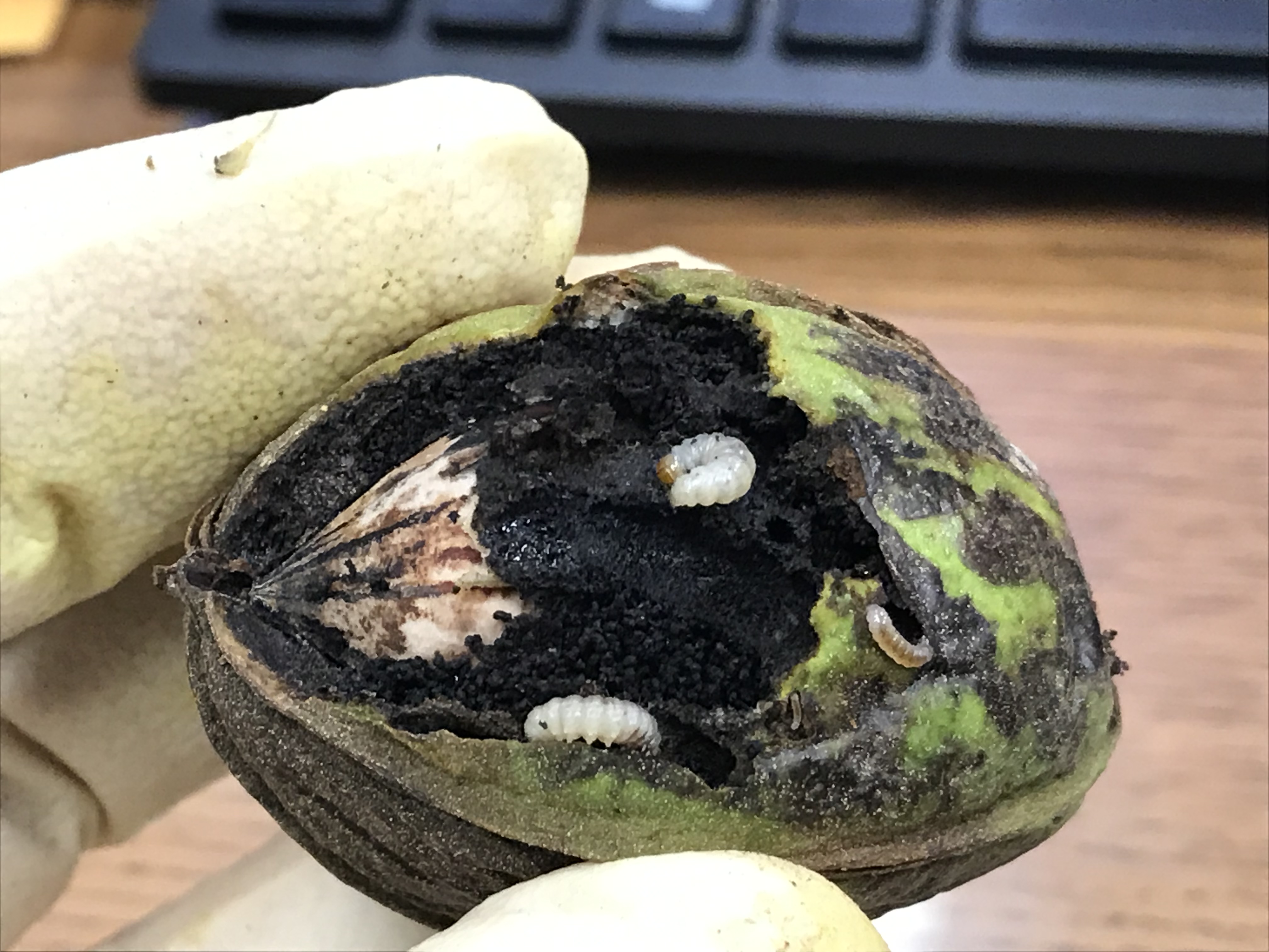 Hickory Shuckworm Larva